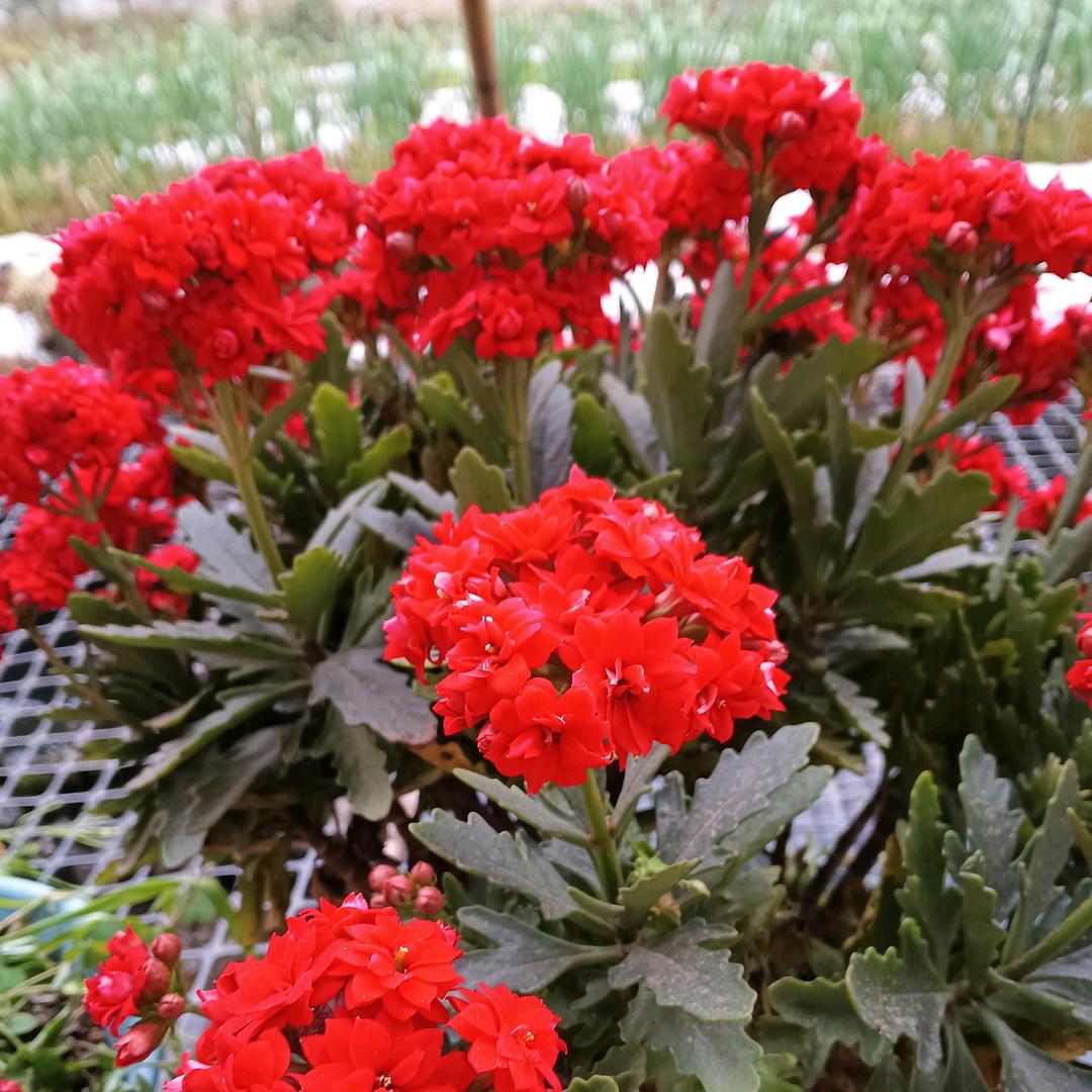 罗成芬