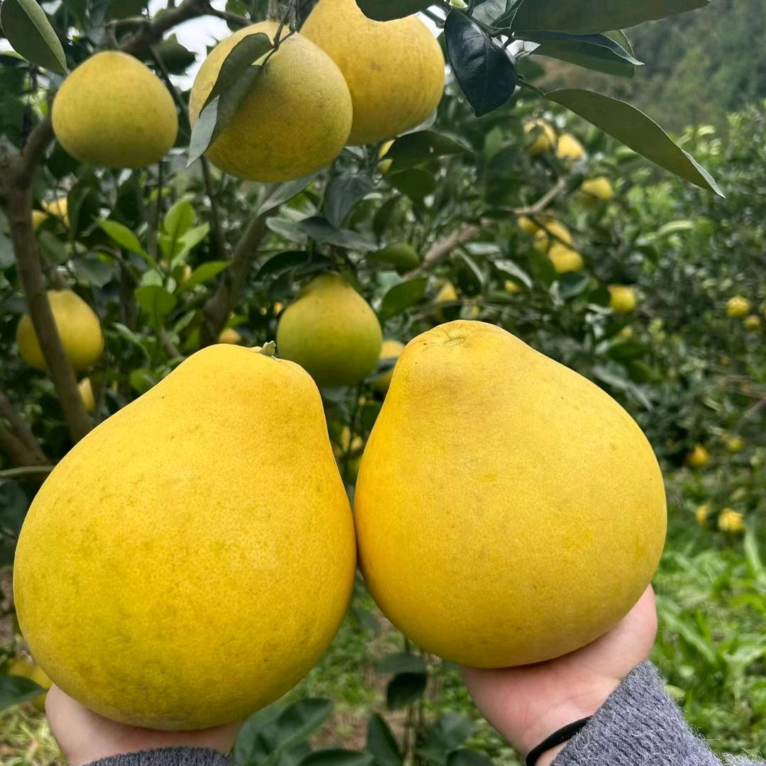 @农村军哥