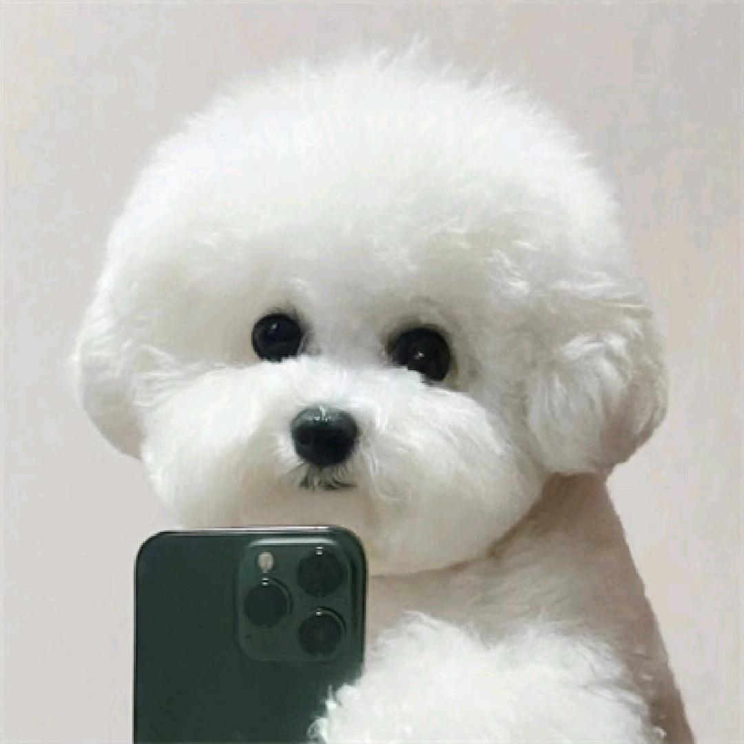 皮皮臻宠家比熊