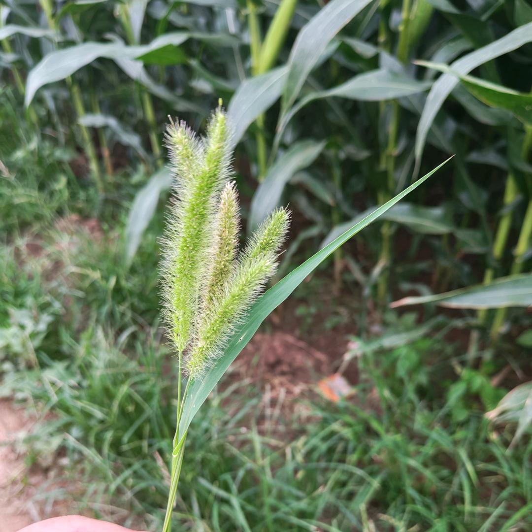 狗尾巴草