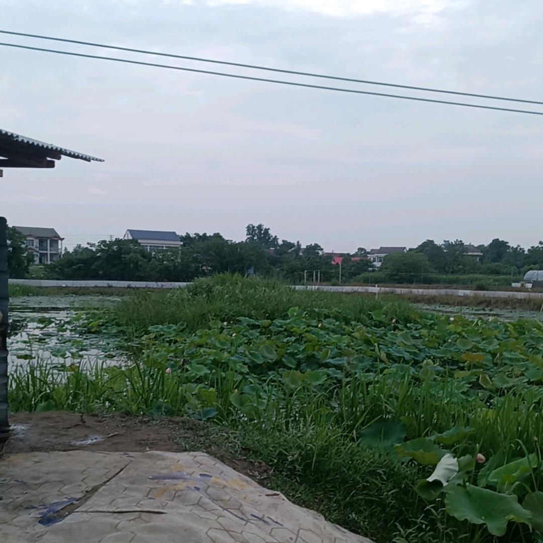 二手回收 莲藕套中华鳖生态 散养，出售