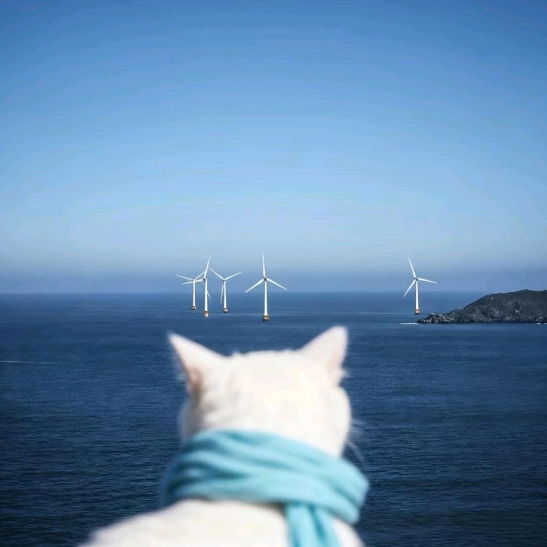 .橘子海