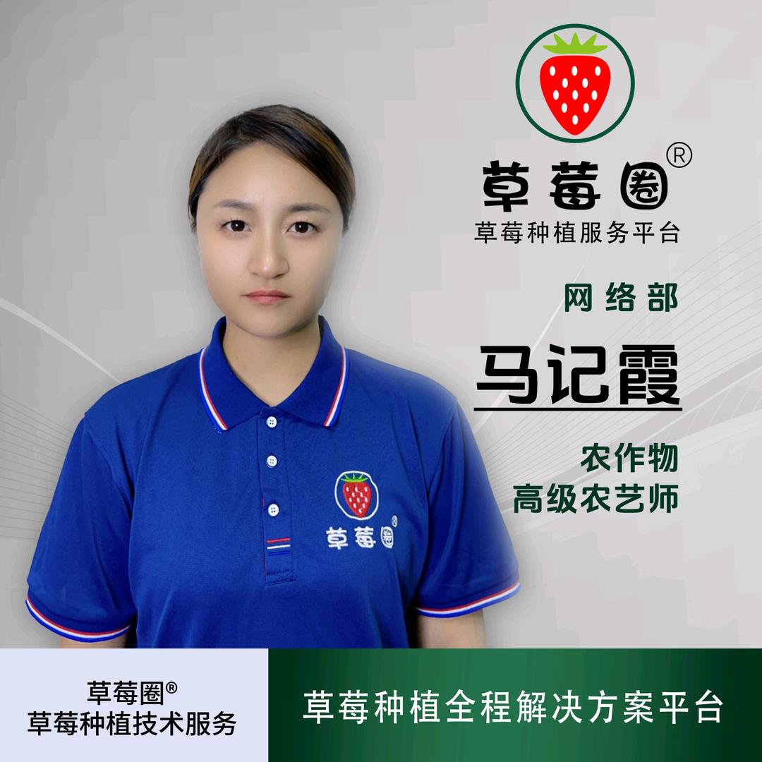草莓圈技术客服小马