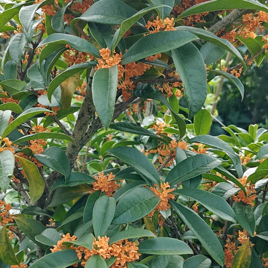 天意