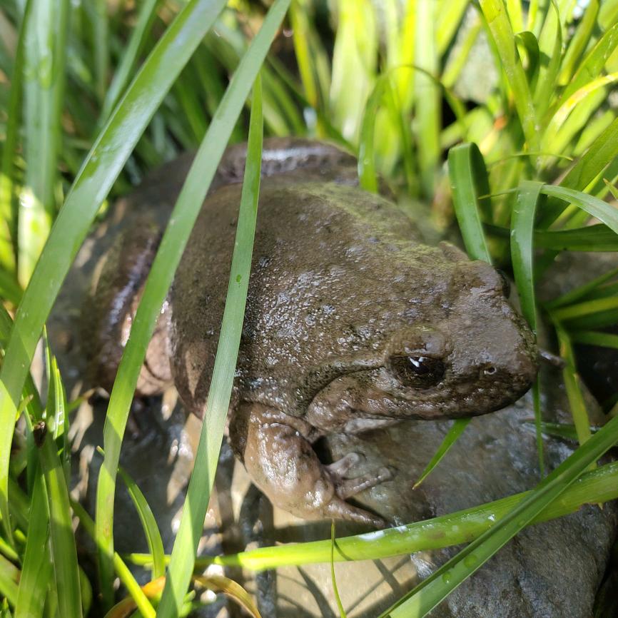 旌德滴水崖石蛙养殖基地