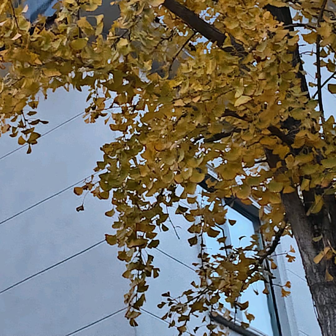 影姐不定时开播