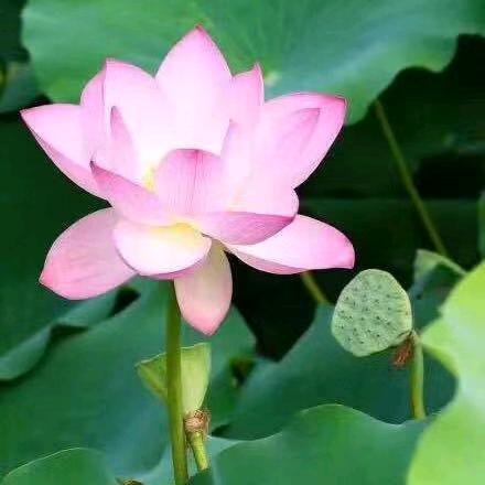 静蕾