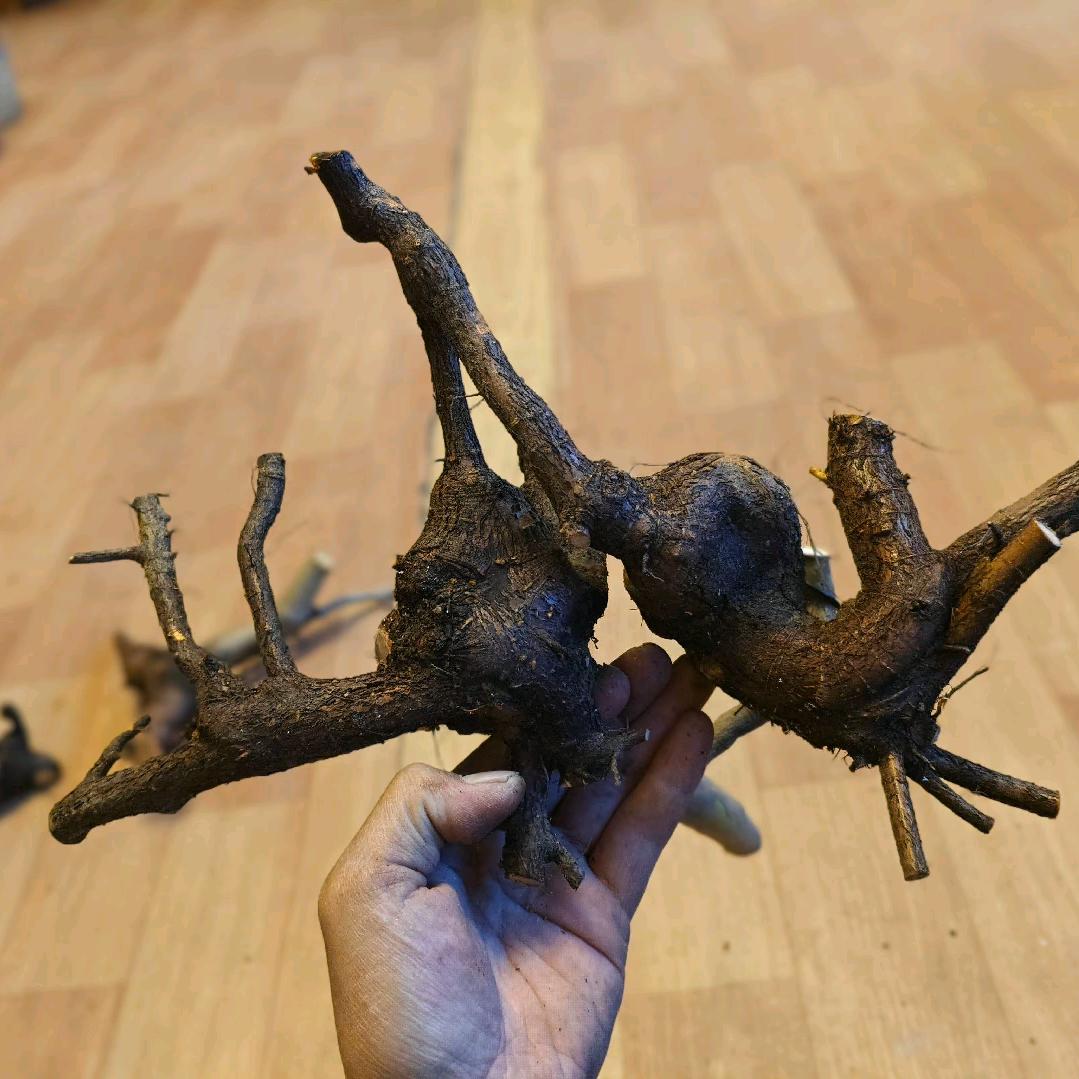 怪桩探测局
