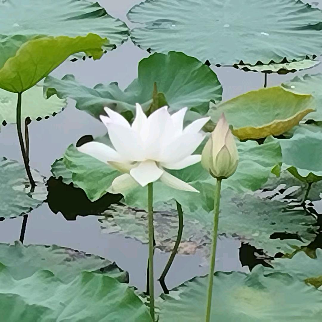 微微