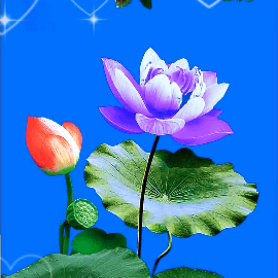 💞ℒᎭℯ⃝花开富贵💕⁵²º࿐