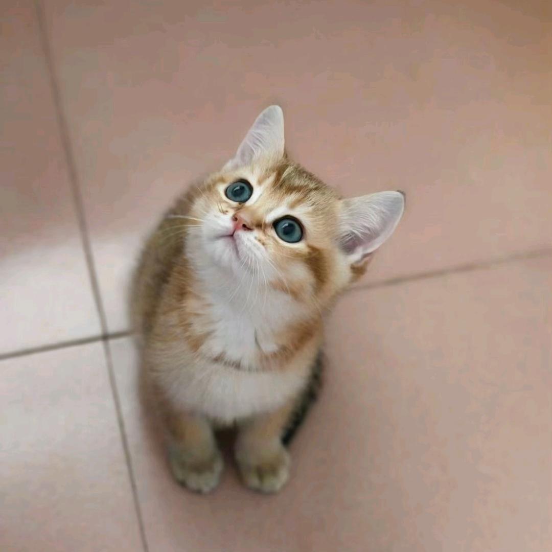 执念、