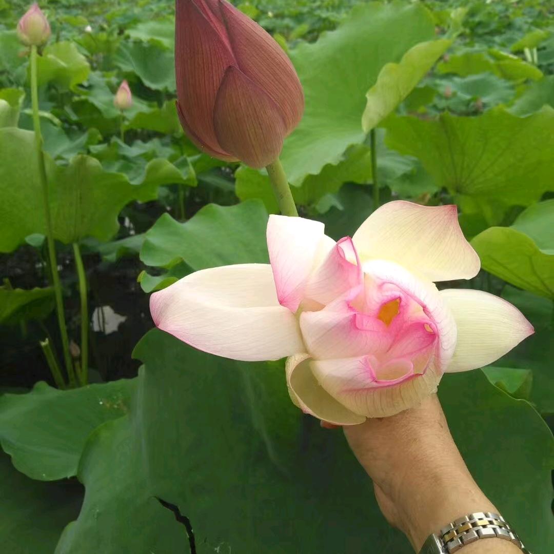 黄金花一生平安🌹🌹🌹🌹