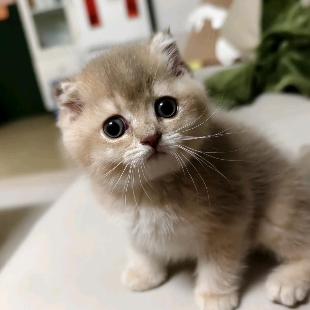 Keno