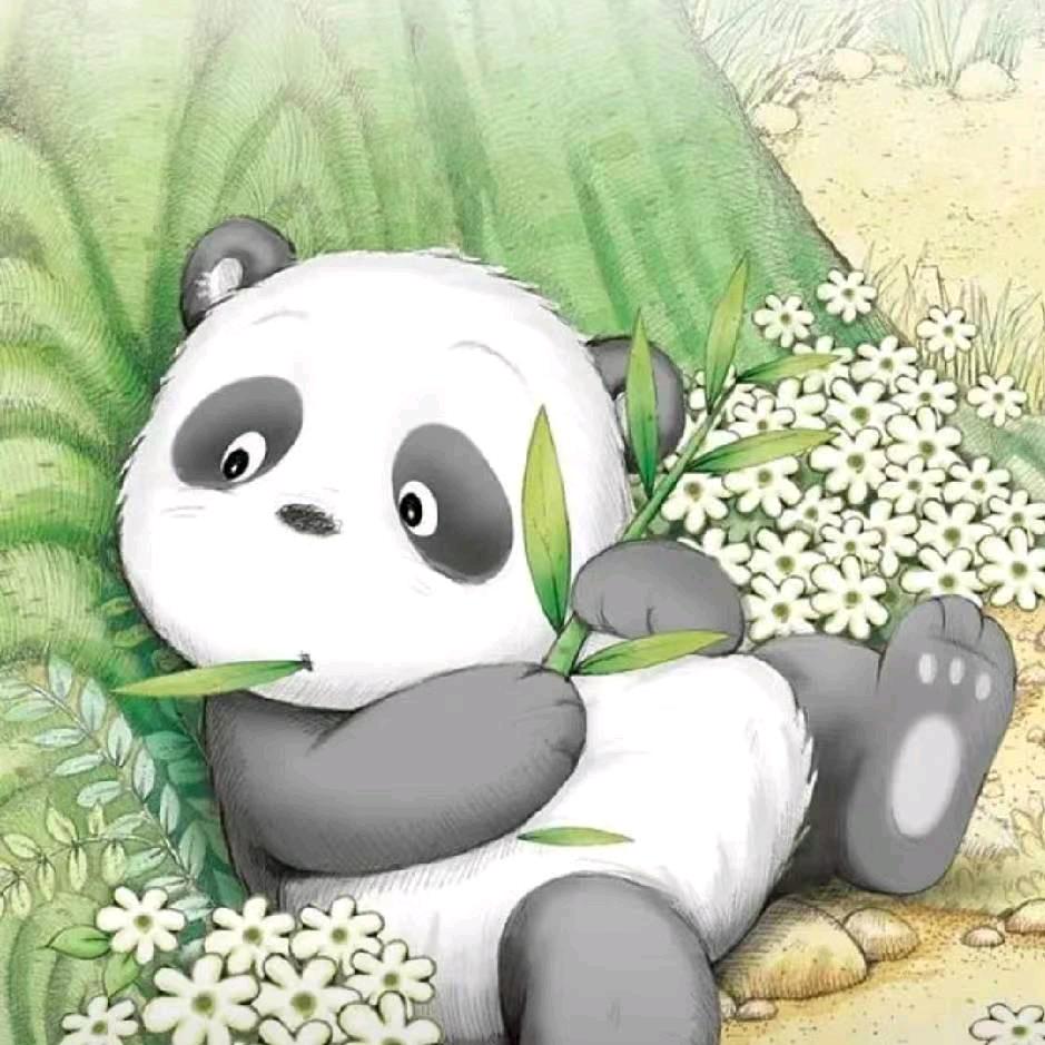 小狸羊毛日记