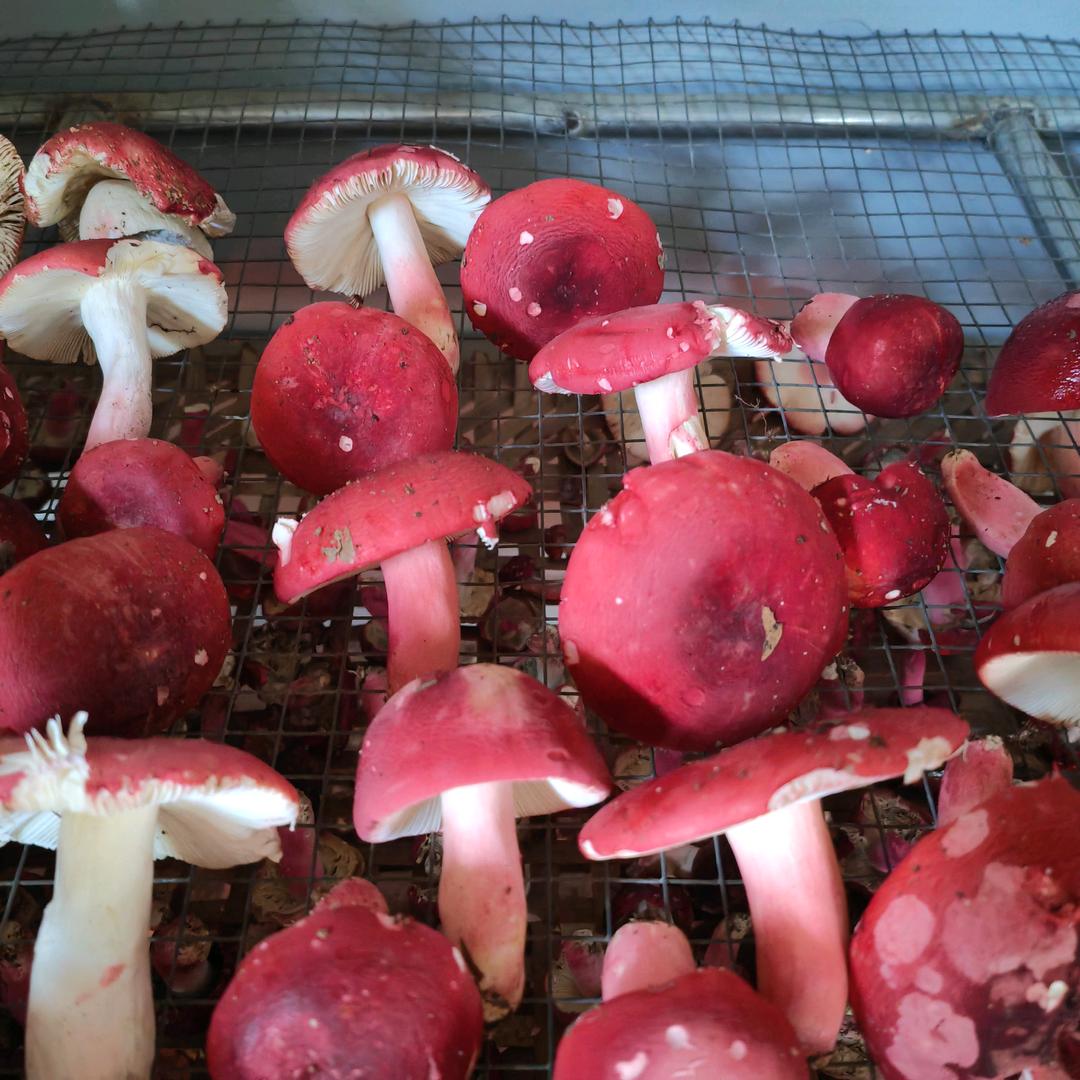 自家山里野生红蘑菇