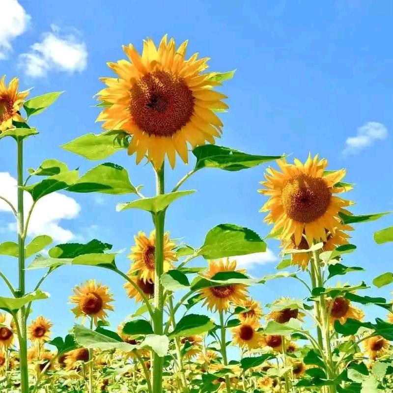 ᥫᦱᐝ昊🌻⃟⸜天ཀོ࿐