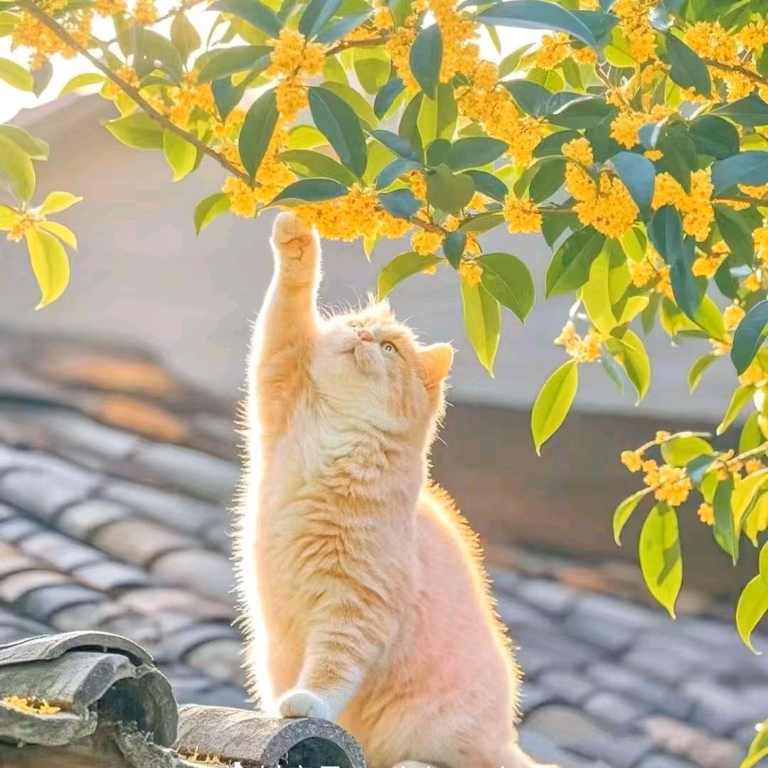 今天叫匹诺曹不吃葡萄要吐葡萄皮