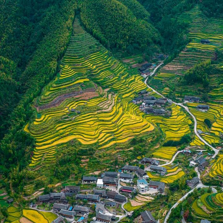 植小芽众诚合信专卖店