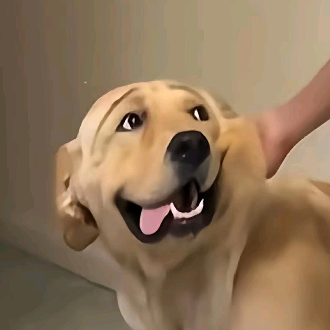 柚子会发霉