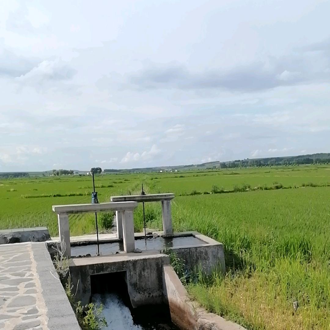 明星村优选好米