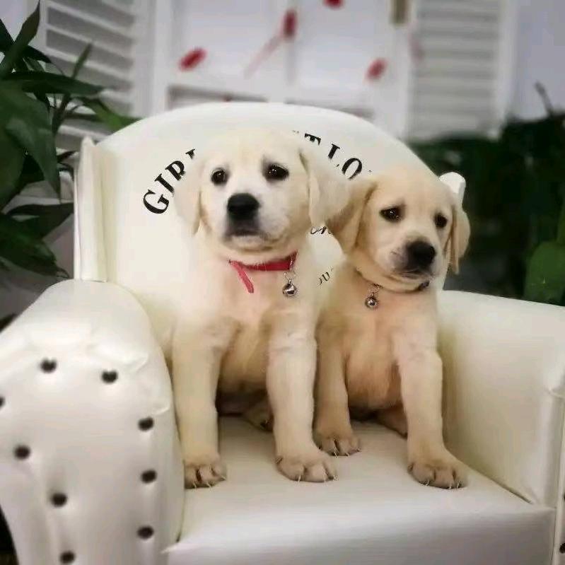 拉布拉多小可爱