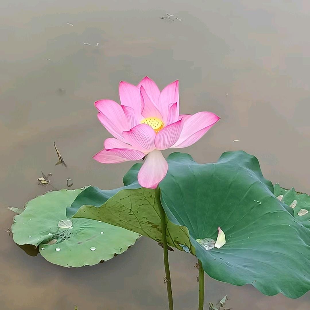 财果