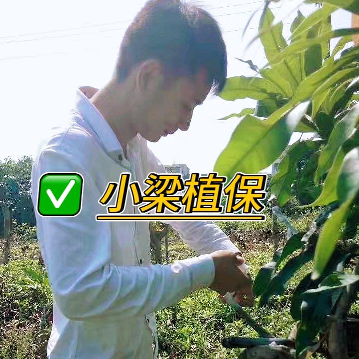 芒果果园日记