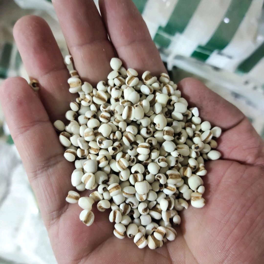 药-厂-采购-薏米仁-赤小豆-各种中药材