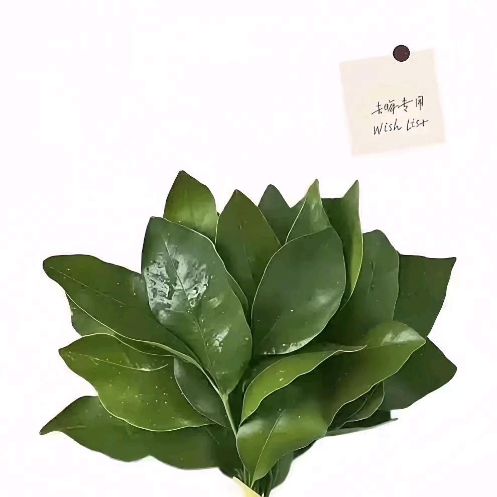 :ᝰꫛꫀ多喜ོ乐🌸⃟