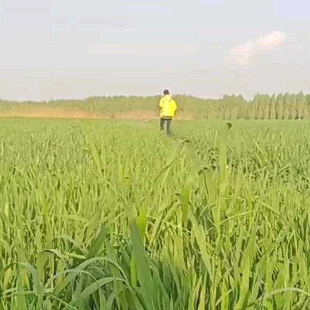 农村江湖