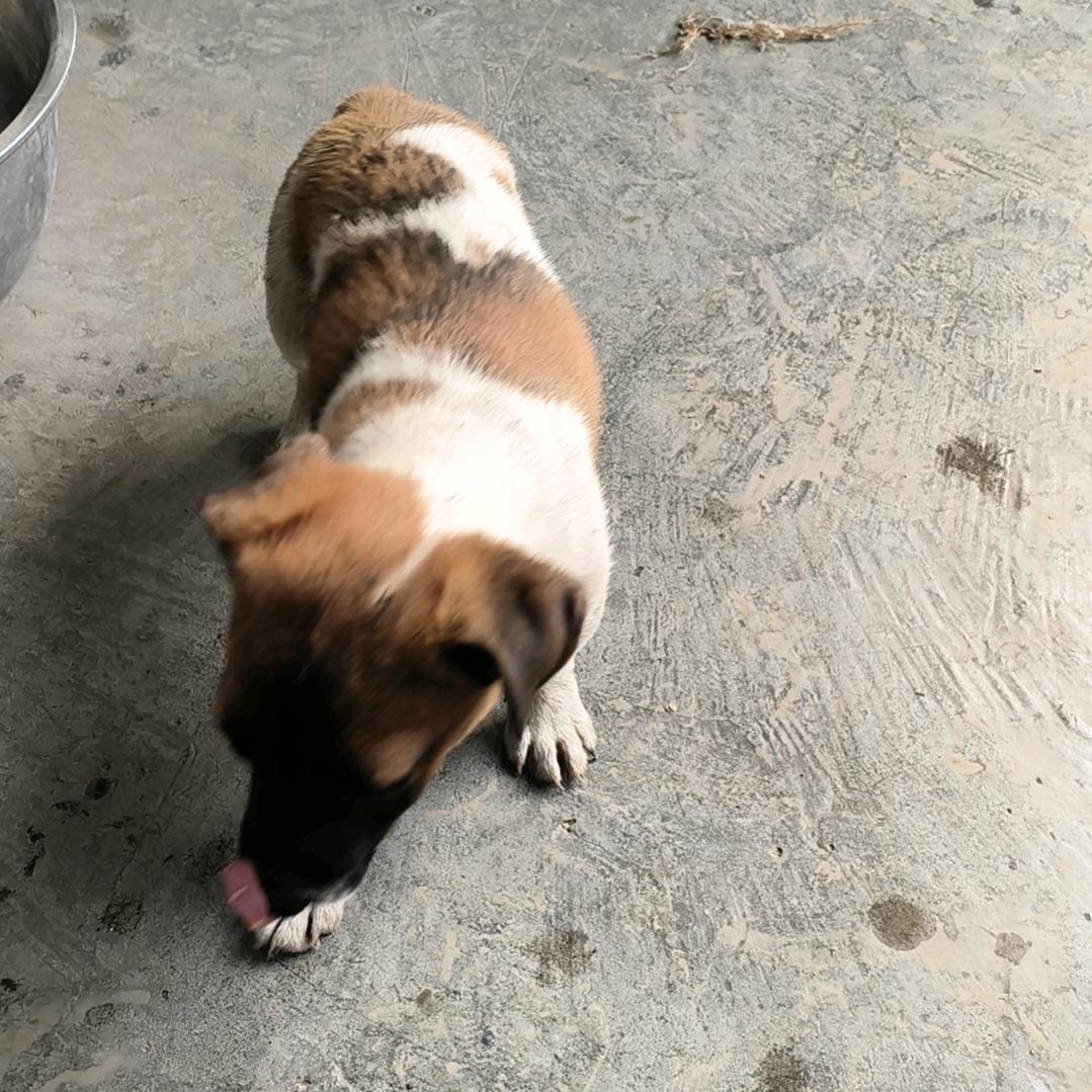 小🎶天💕鹅😻专🐰卖🦅店