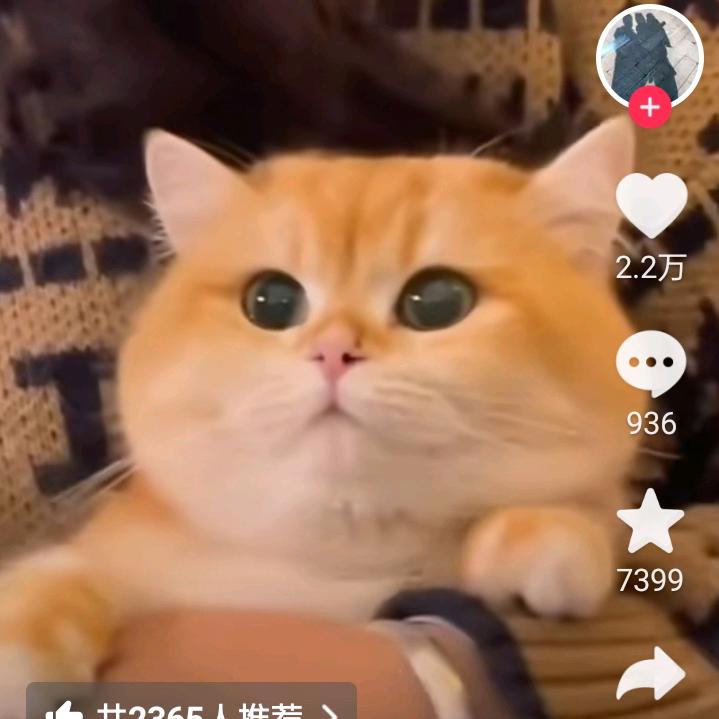 猫云管家