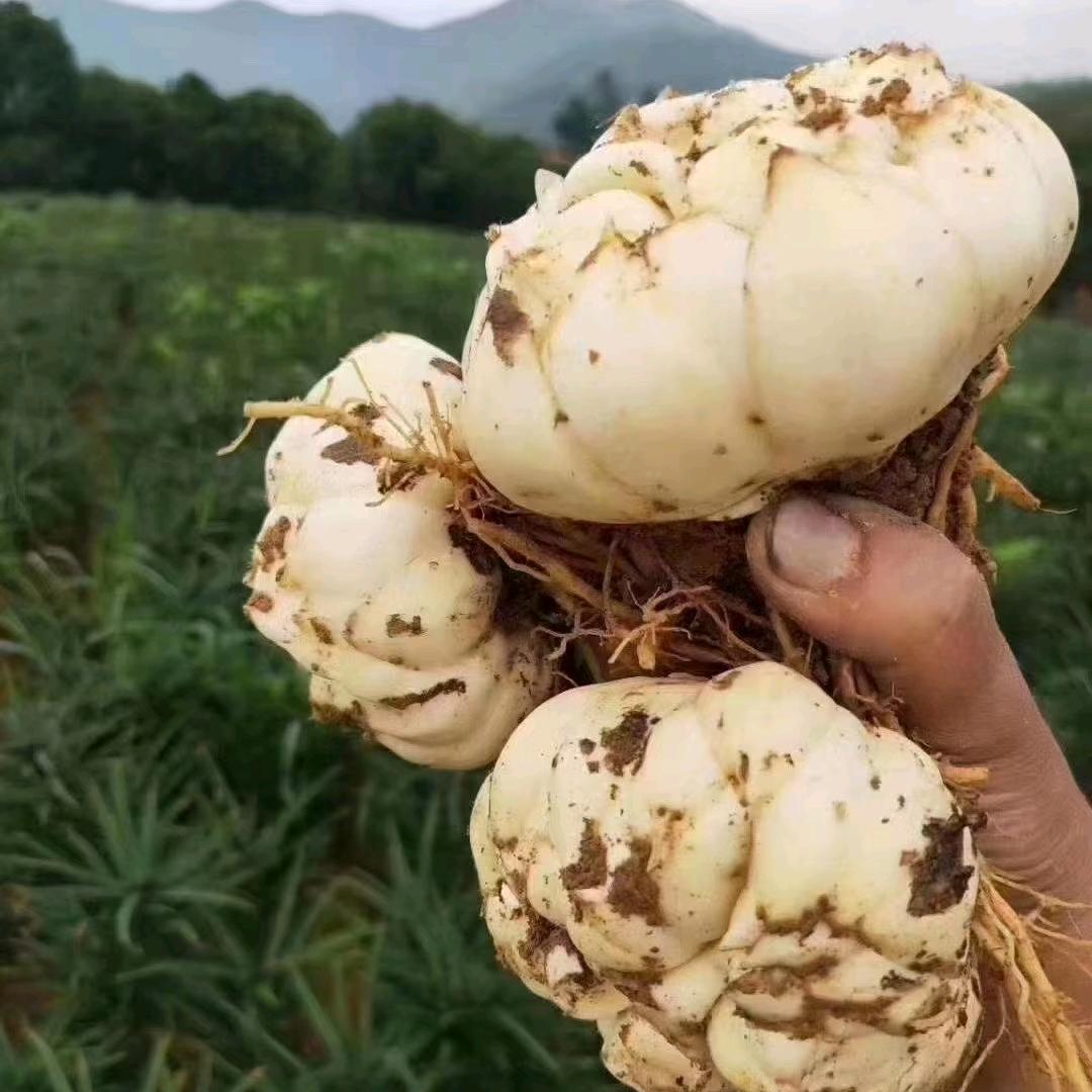 宜兴百合绿野乡源种植基地