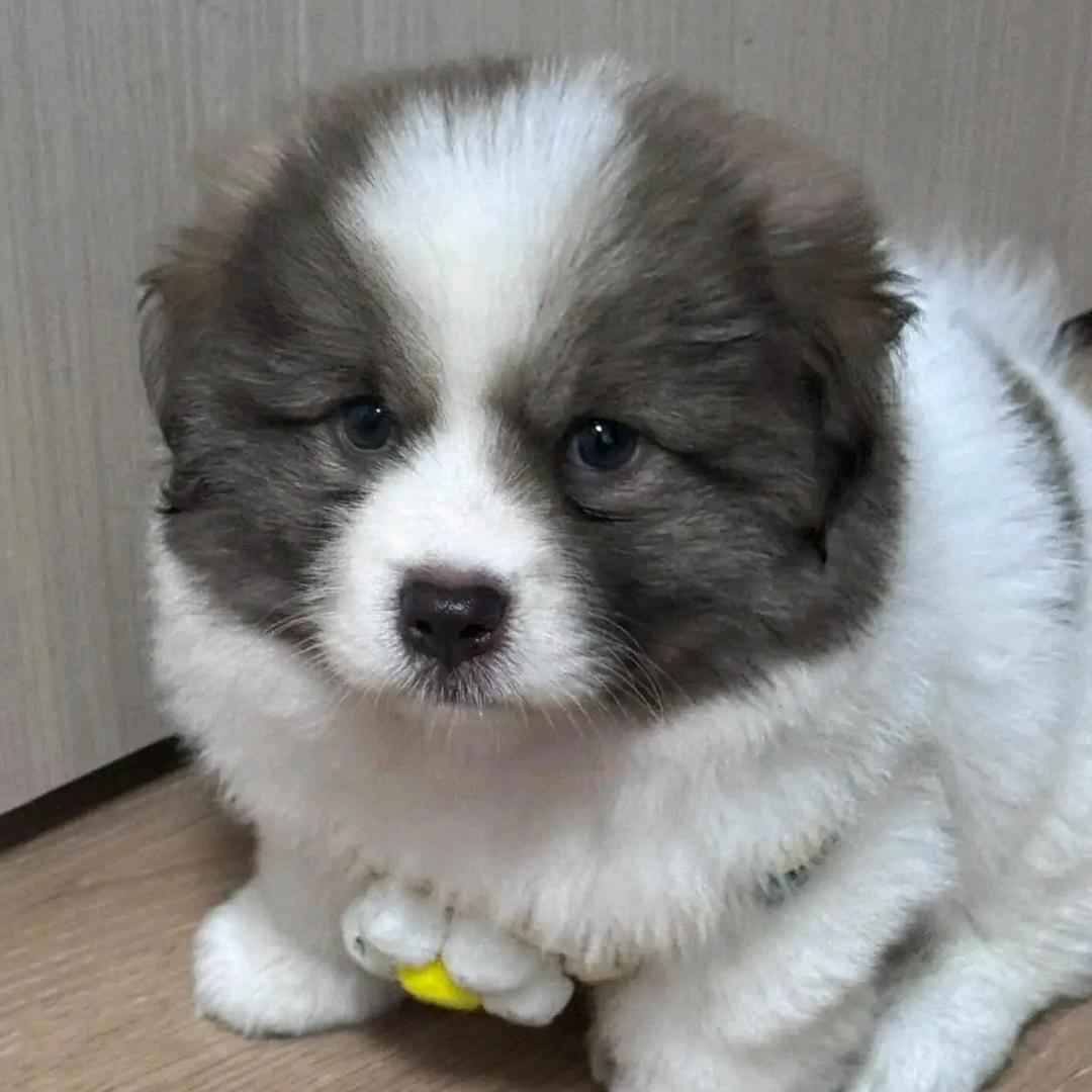 泡泡糖