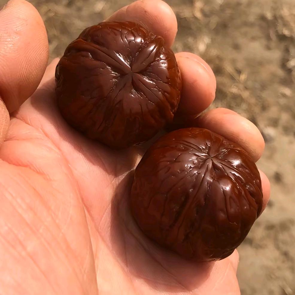 热死我了不吃热狗