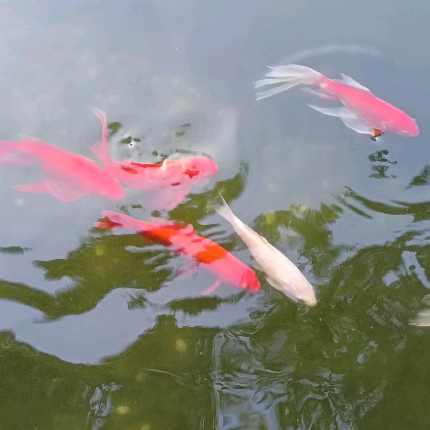 深秋