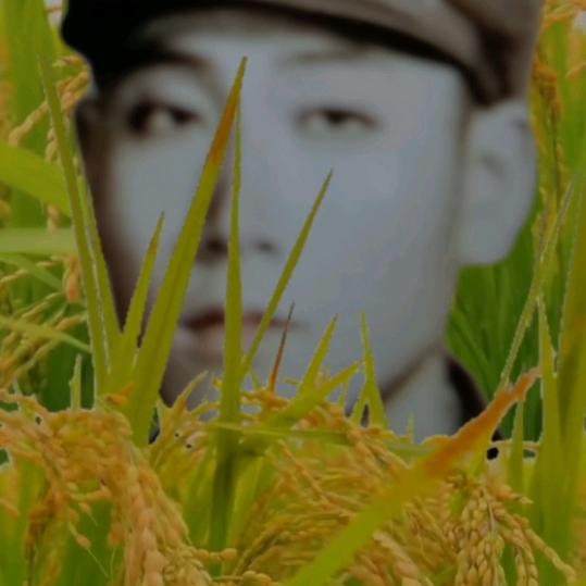 秋實