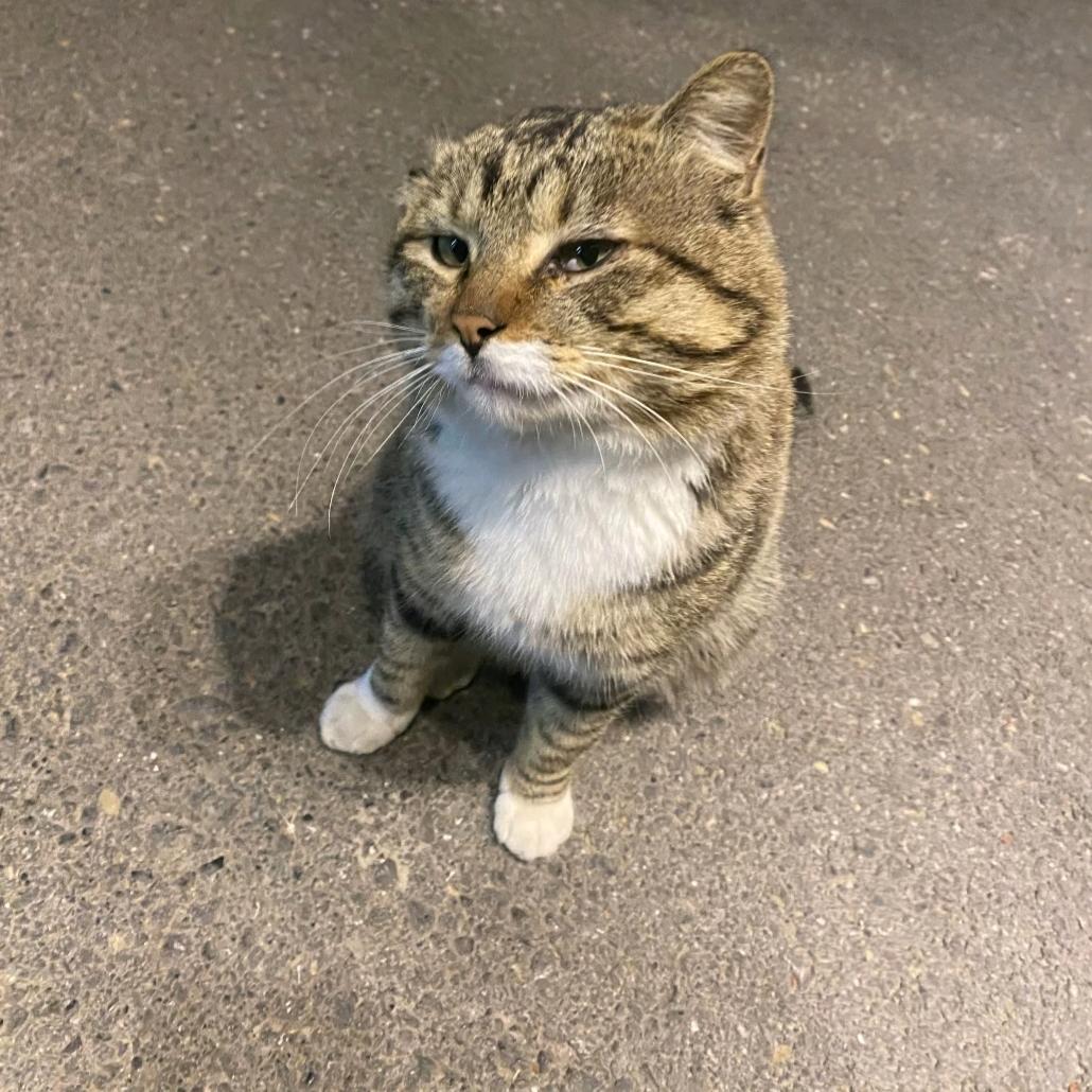 小小跑刀苏(跑刀)