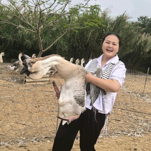 广西灵川狮头鹅农场