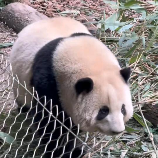 歌富梅服饰
