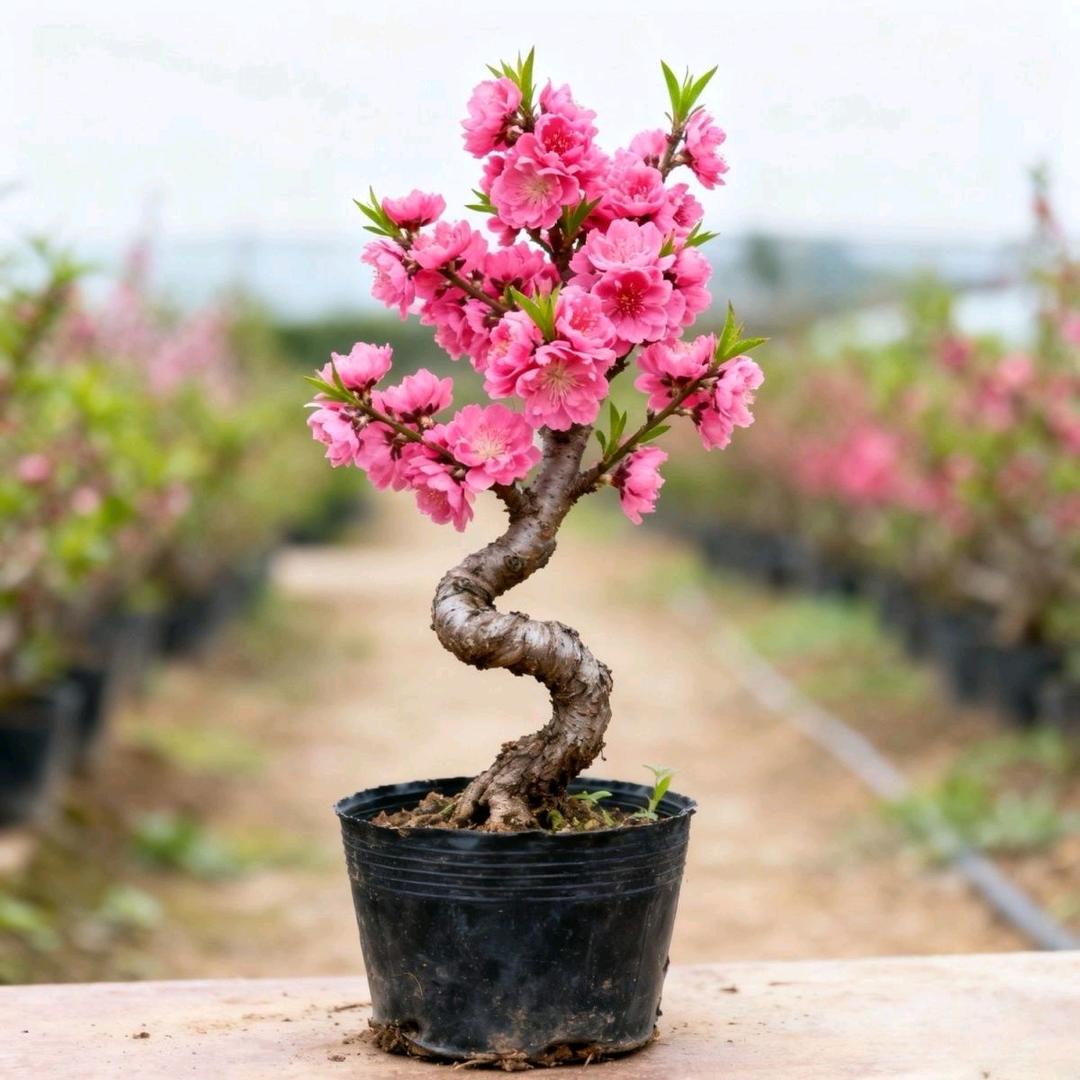 浩萱花卉臻选阁