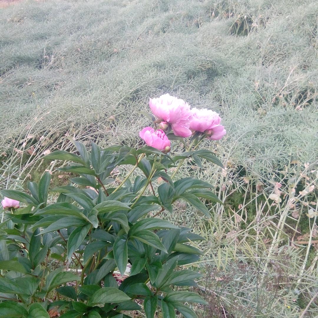 @  平昌卓展制衣加工厂