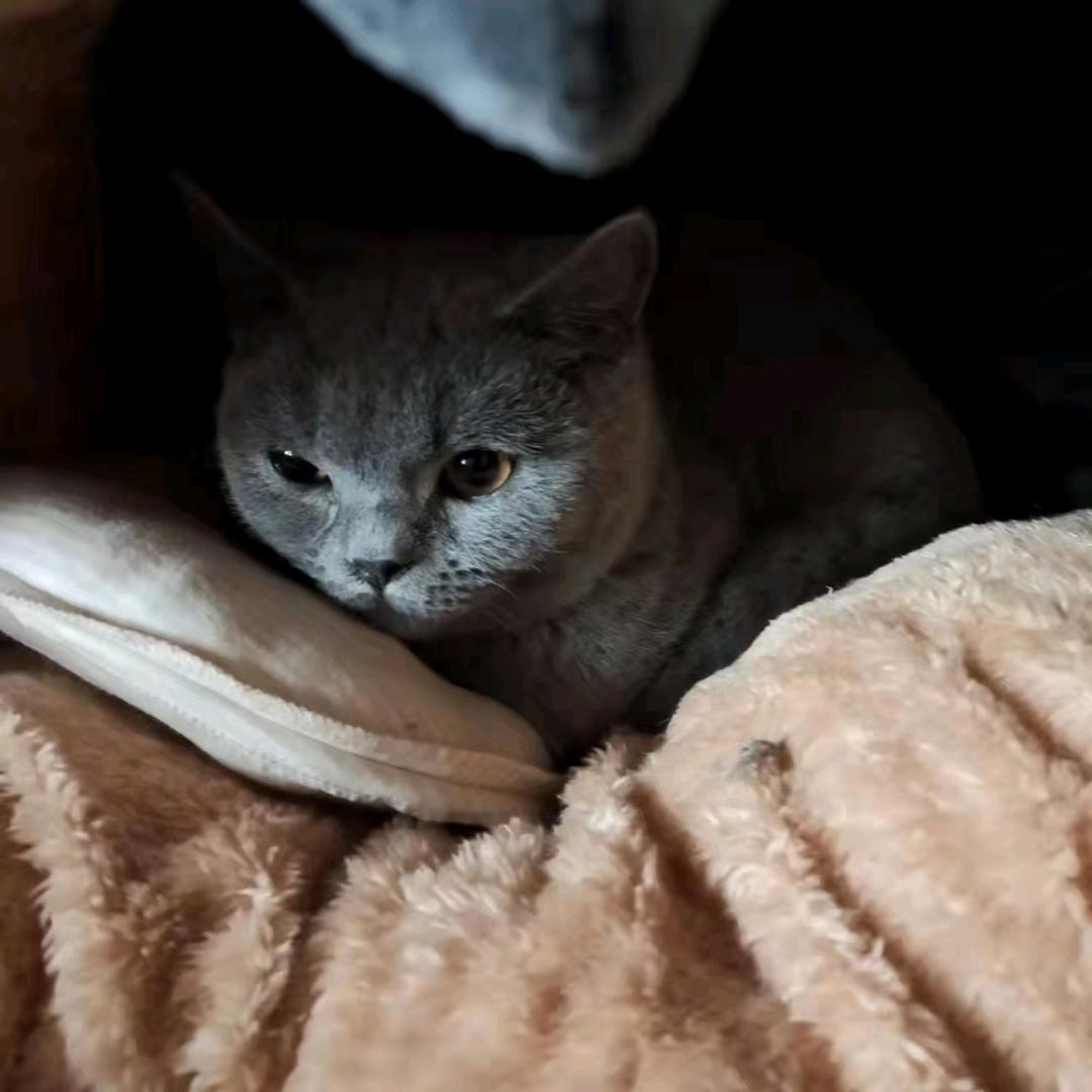 炫不完的砂糖橘