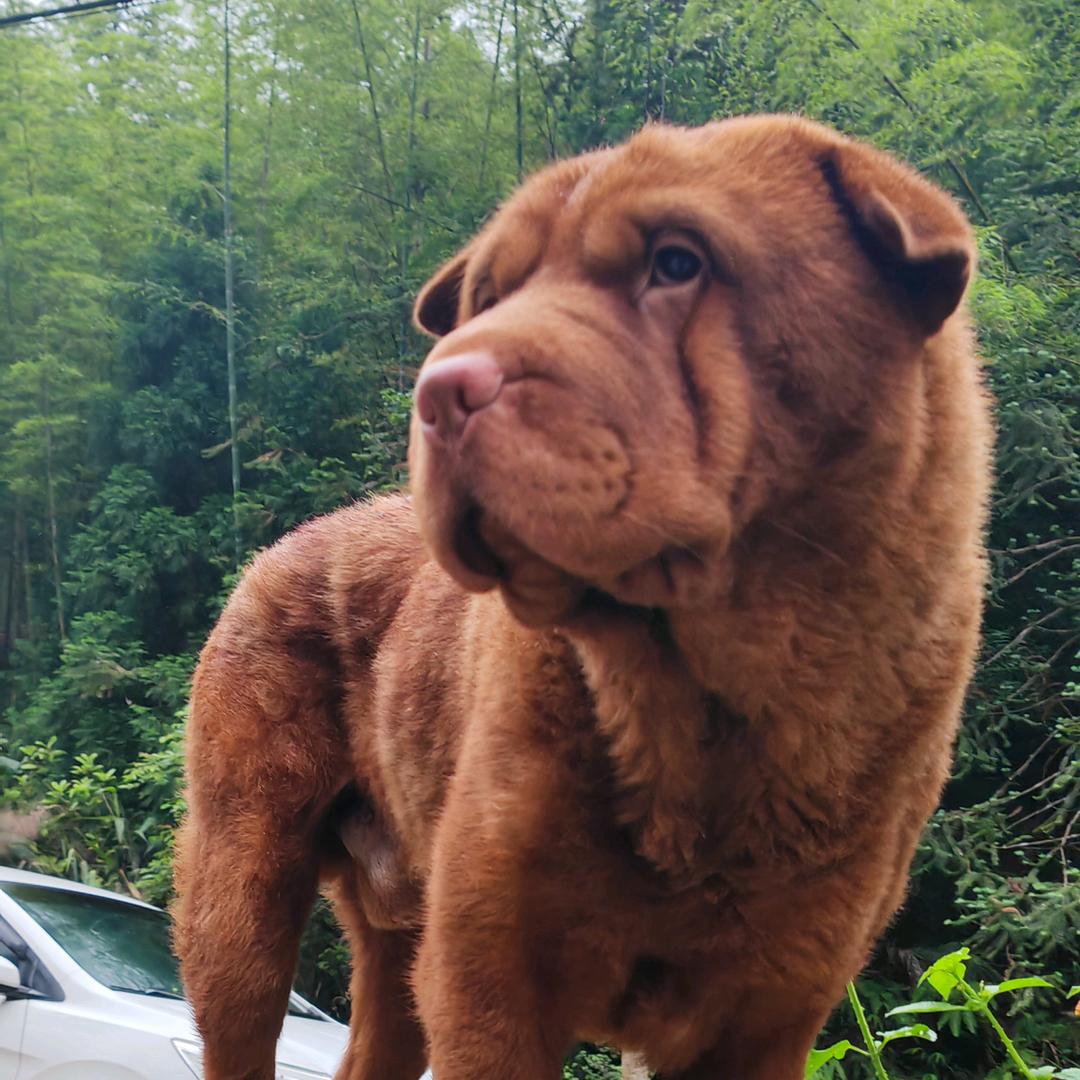 别惦记我家猪肉