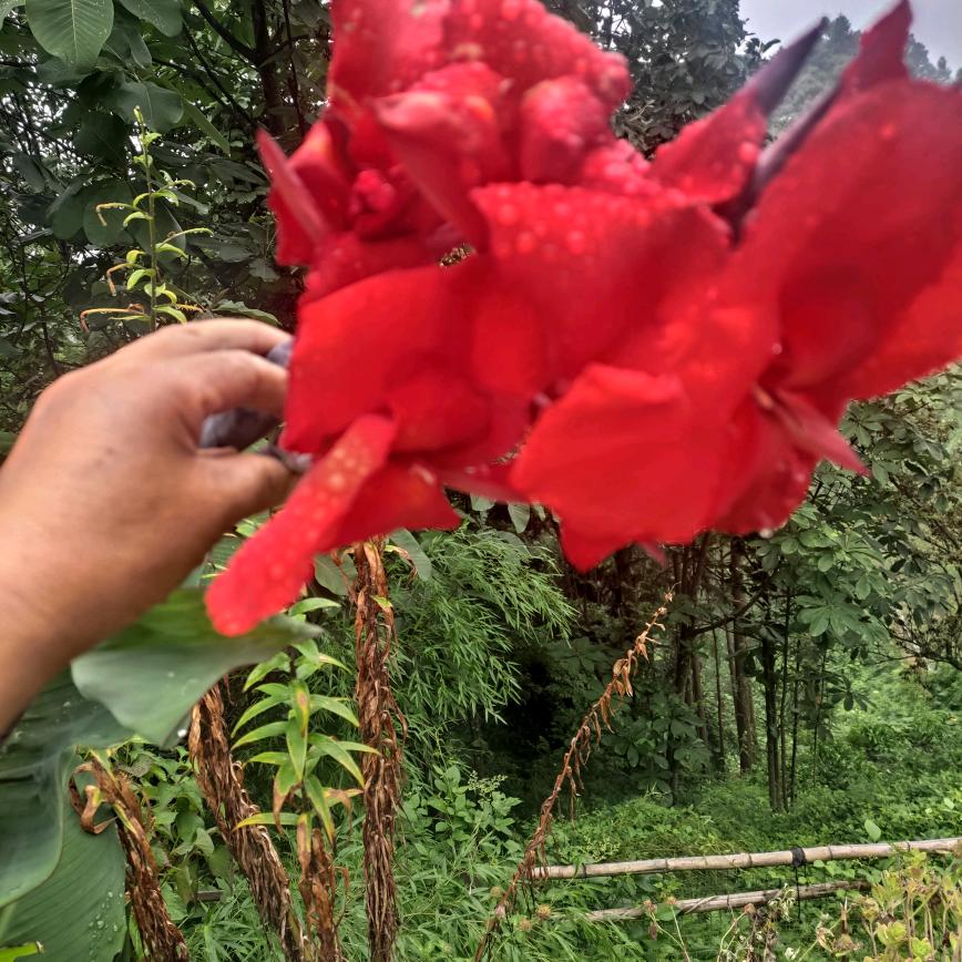 yixinxin
