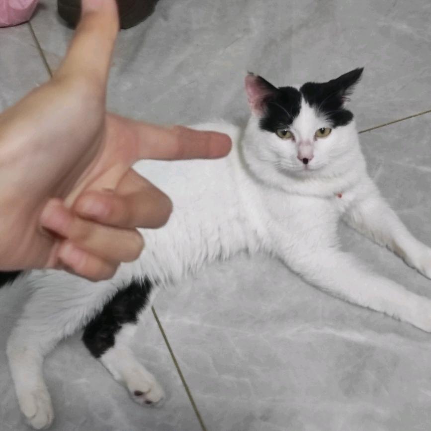 手机小修了修