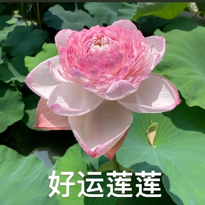 静待花开（帝皇雪）