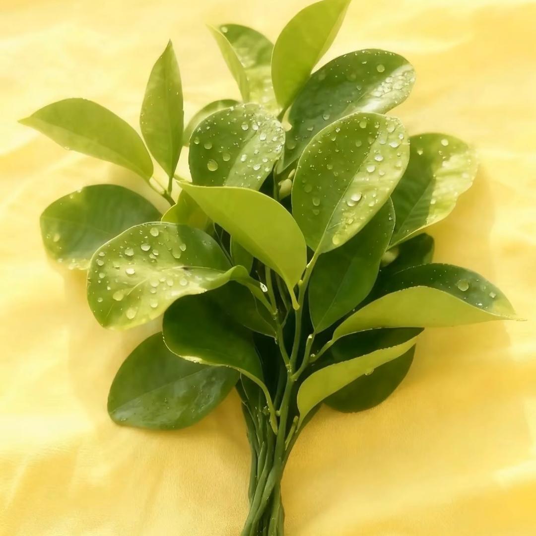 淄博嘉家美装饰经理王大宝