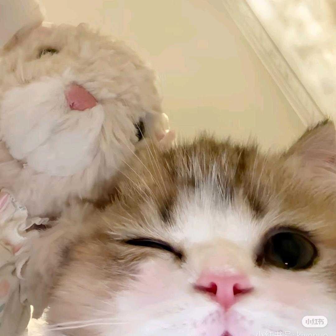 悲伤Kitty猫