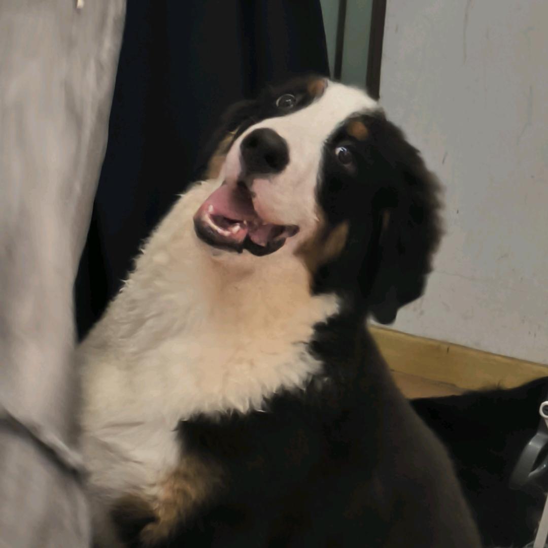 今天刘海长长了吗